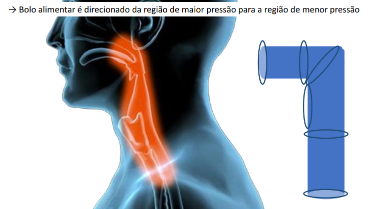 Canos do nosso sistema estomatognático – Motility Oral.